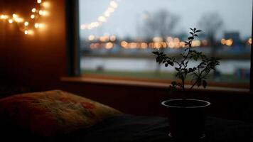 acolhedor interior plantar e bokeh luzes crio uma pacífico, relaxante atmosfera. video