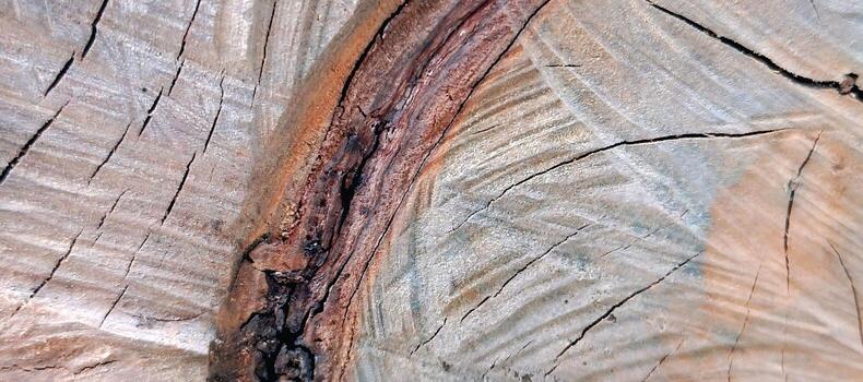 Natural wood texture background. Macro shot of a sawn tree trunk cross-section with cracks and grain details. Rustic wooden surface. photo