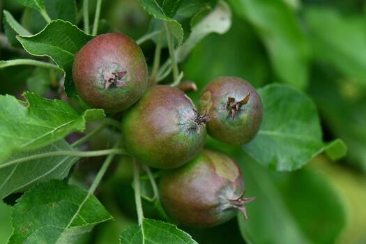 a close up of some apples on a tree photo