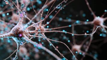 Detailed close up of human brain neuron seen under microscope, cell body and long dendrites interconnecting with surrounding structures, blue synaptic signals highlighting connections video