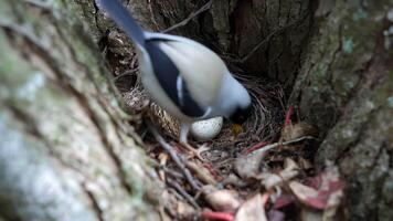 fechar acima mostra pássaro ninho aninhado dentro árvore, Como mãe pássaro retorna e dela borrado Formato parece dentro primeiro plano enquanto solteiro salpicado ovo descansos em segurança dentro tecido galhos e folhas. video