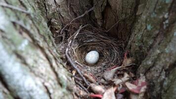 stänga upp visar små spräcklig fågel ägg vilar i ordentligt vävd bo, vaggad mellan grov träd bark och omgiven förbi torr löv och kvistar i naturlig skog miljö. video