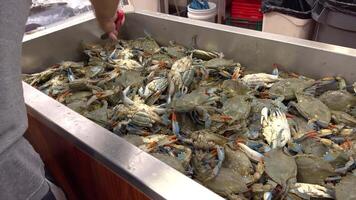stor rostfri stål bin fylld med nyligen fångad blå krabbor. de krabbor är staplade på topp av varje Övrig, med synlig klor, skal. arbetstagare väljer krabbor. video