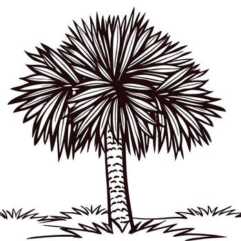 mano dibujado palma árbol ilustración con texturizado maletero y puntiagudo hojas aislado en blanco antecedentes vector