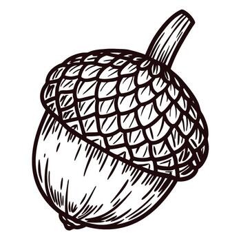 Hand drawn acorn illustration detailed sketch of nut with textured shell and cap isolated on white background vector