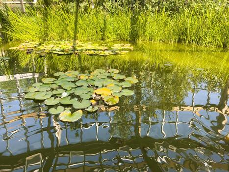 close up A single white flower is floating on top of a pond full of green lily pads, Swamps photo