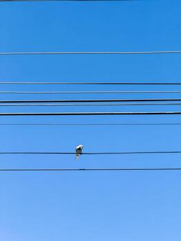 A bird is perched on a power line photo