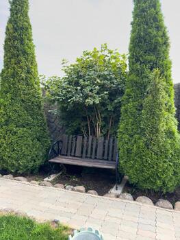 A bench is in front of two tall evergreen trees closeup photo