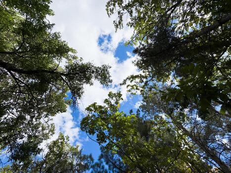View of trees from below, forest and blue clouds, nature and clean air, forest background tree with green leaves is in the middle of a forest photo