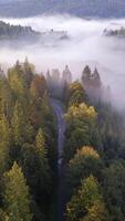 aereo Visualizza di foresta strada curvatura attraverso alberi coperto nel morbido mattina nebbia, la creazione di calma e atmosferico autunno paesaggio. video
