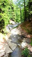 A stream runs through a forest in the middle of a forest video