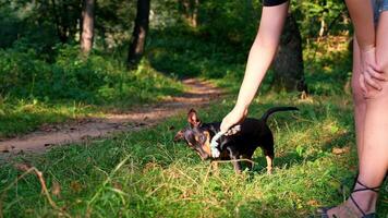 hund Träning husdjur bära ut annorlunda hanterare kommandon. jaga terrier spelar med dess ägare utomhus sommar tid. lekfull valp jagdterrier ras Träning session i parkera. cynolog tränad kommando hämta i lekfull sätt. video