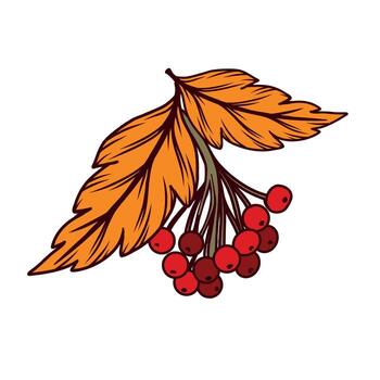 Red rowan branch with leaves, illustration. All objects are hand-drawn in . The illustration is suitable for printing on fabric, dishes, for the design of postcards, invitations vector