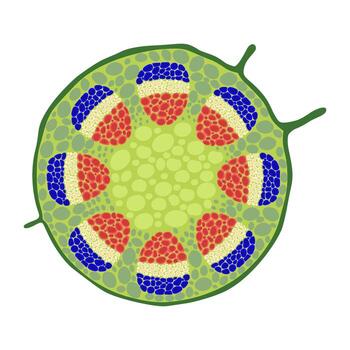 Cross section of dicot stem structure vector