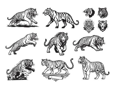Dynamic collection of tigers in various poses walking, jumping, and head portraits with decorative elements. Wild Animals. vector