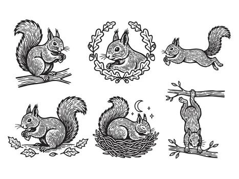 detallado conjunto de ardillas en varios poses comiendo, saltando, dormido en un nido en un negro y blanco xilografía estilo. vector