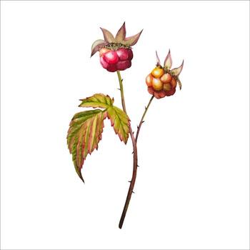 Illustration of two ripe raspberries vector
