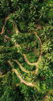 Lush green, winding paths through a dense tropical plantation, likely palm trees photo