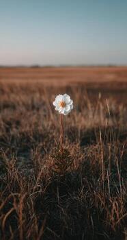 Single white flower in a field of dry brown grass under a pale sky photo