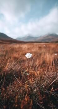 Single white flower in autumnal field, mountains in background photo