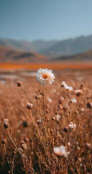 Single white flower amidst a field of dried brown grasses, mountains in soft focus in the background photo