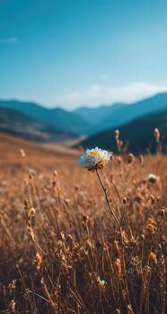 Wildflower in the mountains photo