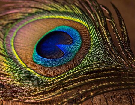 Iridescent Peacock Feather Eye A Symphony of Color and Texture on Wood. photo