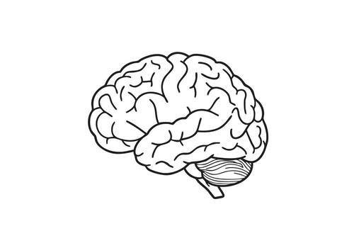 Striking minimalist line art of a human brain, symbolizing intelligence, thought, and knowledge for educational or medical concepts. vector