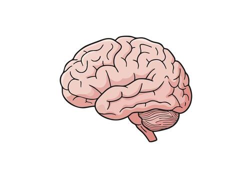 descubrir el intrincado belleza de el humano cerebro, simbolizando inteligencia, pensamiento, y complejo neural conexiones para científico o educativo proyectos vector