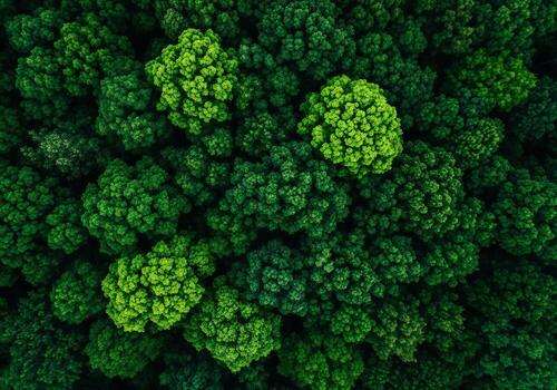 Nature background, Nature wallpaper, Aerial view of a dense lush green forest canopy with varying shades of foliage photo