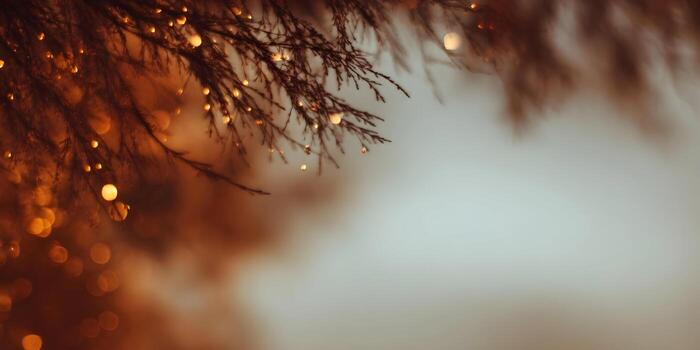 Abstract bokeh lights shine on dark tree branches creating a festive atmosphere photo