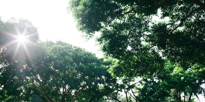 Bright sunbeams filter through the fresh green leaves of a large tree canopy photo