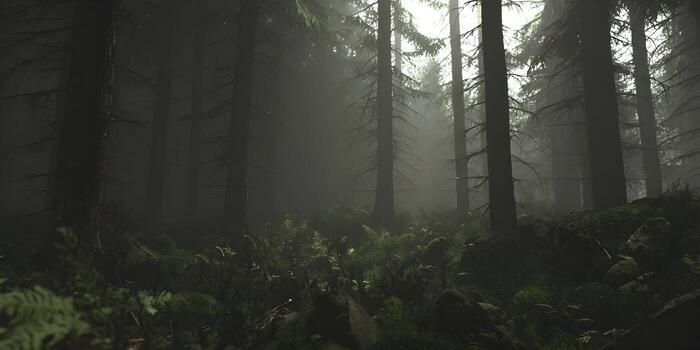 Tall evergreen trees stand shrouded in thick mist creating a mysterious and atmospheric forest scene photo