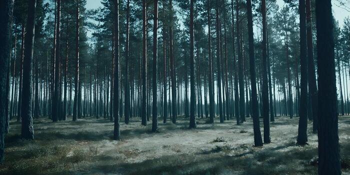 Tall pine trees stand densely in a tranquil forest with a serene and slightly moody atmosphere photo
