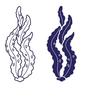 Elegant illustrations of seaweed in two different styles for design projects vector