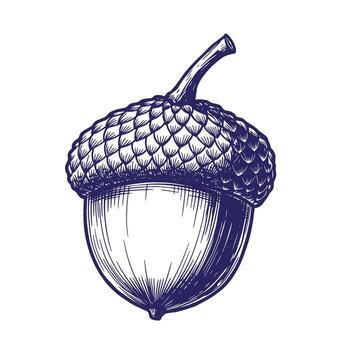Intricate detailed ink drawn illustration of a singular acorn with textured cap and stem vector