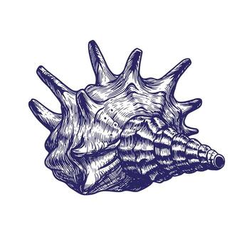 Intricate engraved illustration of a spiked seashell on a clean white background vector