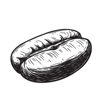 Hand drawn illustration of a single coffee bean isolated on a clean white background vector