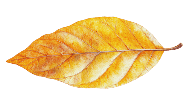 realistico autunno foglia, illustrazione con trasparente sfondo per di stagione design progetti, a tema natura grafica, e a tema autunnale immagini nel alta risoluzione formato png