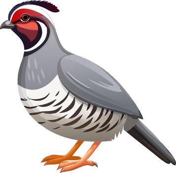 Small quail bird standing on white background with patterned feathers and short beak vector