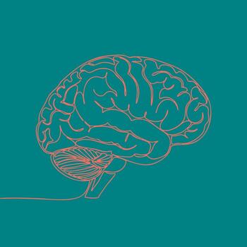 Minimalist Line Drawing of a Human Brain with Detailed Neural Pathways and Cerebral Structures on a Solid vector