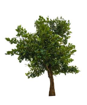 A single tree isolate on white background with clipping path photo