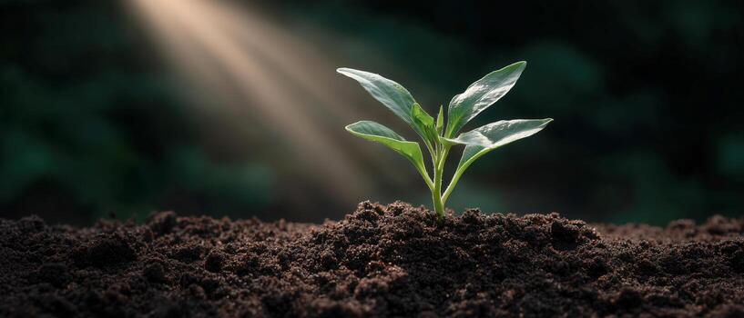 New Plant Growth Emerging From Dark Soil Under Soft Light Beam photo