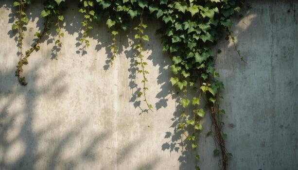 hiedra drapeado esmeradamente terminado un texturizado hormigón pared en suave tarde luz de sol foto