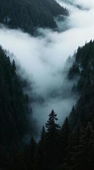 A view of a foggy forest with trees and mountains photo