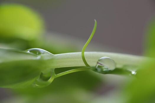 brillante agua gotas en verde césped, minimalista fondo, macro ver foto