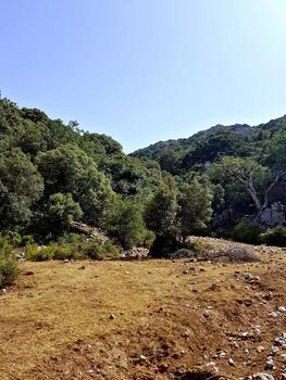 A scene where a high mountain landscape is presented of a stand of oak trees rising above a diverse mix of juniper and Atlas cedar trees in a rugged forest, with clear skies and panoramic views photo