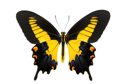 un' vivace farfalla con Impressionante giallo e nero Ali, in mostra intricato modelli e vivido colori, è visualizzato contro trasparenza sfondo. farfalla delicato Caratteristiche e simmetrico png