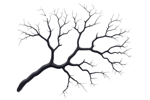 uma complexo rede do escuro, sem folhas árvore galhos spreads Fora contra transparente fundo, semelhante a natural fractal padronizar png