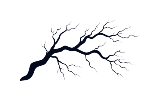 A detailed illustration of bare tree branch with intricate, twisting twigs extending outward, set against transparent background. branch natural curves and texture are highlighted png